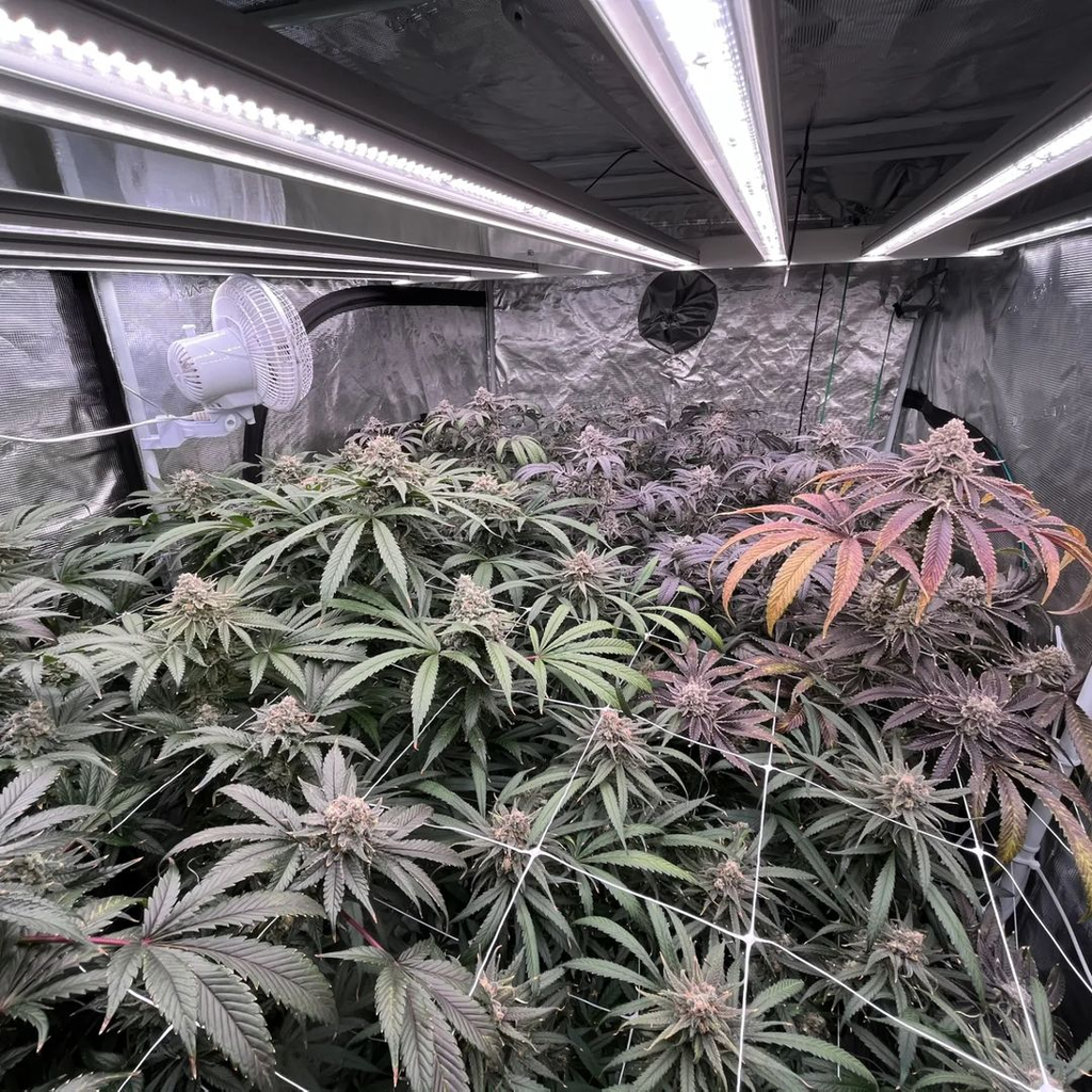 Environment Set Up Discount Indoor Gardening