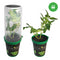 Clone Shipper - Discount Indoor Gardening