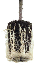 Super Sprouter Root Start Insert - Discount Indoor Gardening